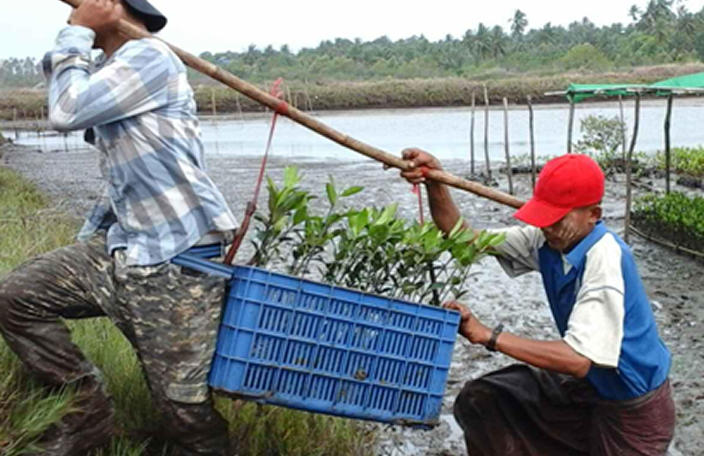 Myanmar Mangroves