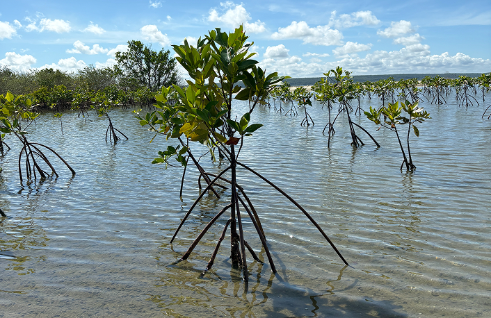 Sri Lanka Mangroves