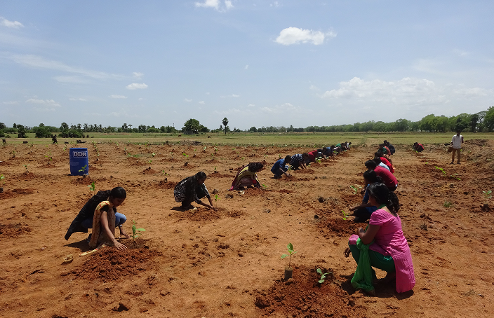 Trees for Livelihoods